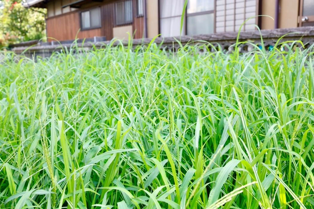 画像1434：残置物が残っていても現状買取させていただきます!!
